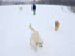 Time to run in the snow! (Mayslake Dog Run, 02/15/04)