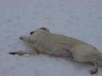 frisket04_3_dsc02039.jpg