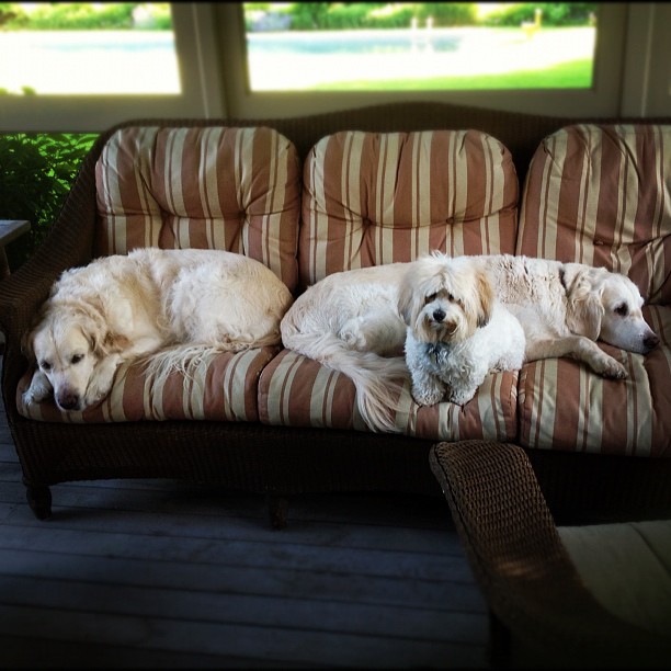 Frisket Sailor and Sadie